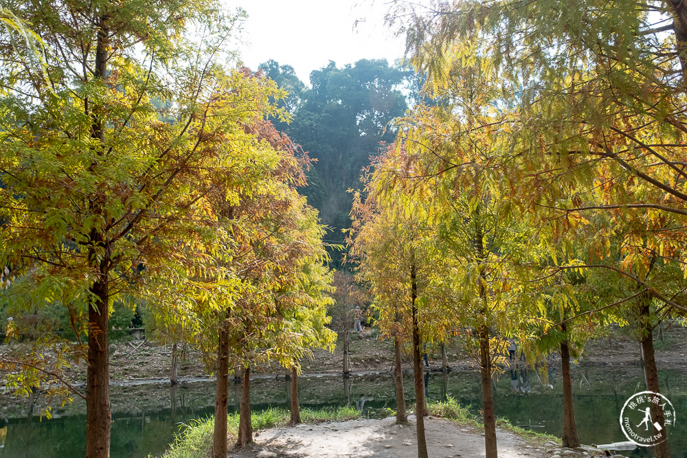 桃園大溪景點|月眉人工濕地生態公園|落羽松秘境環湖步道 水中倒影美拍推薦