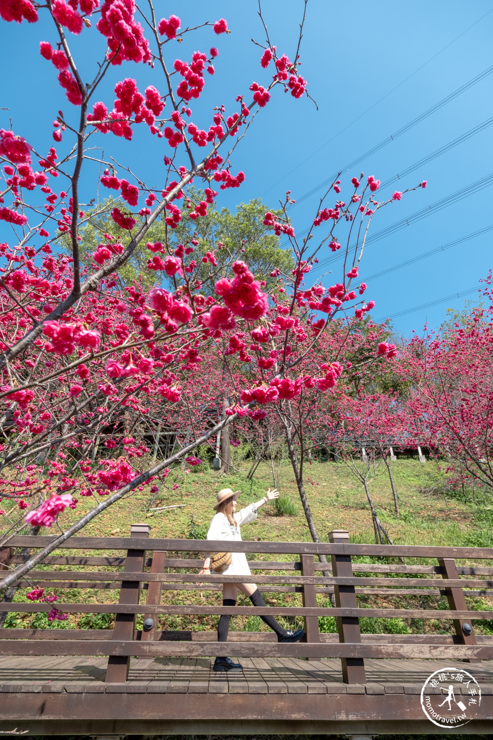 桃園龜山景點|長庚養生文化村櫻花步道|最新花況|爆炸滿開超好拍的賞櫻景點在這～