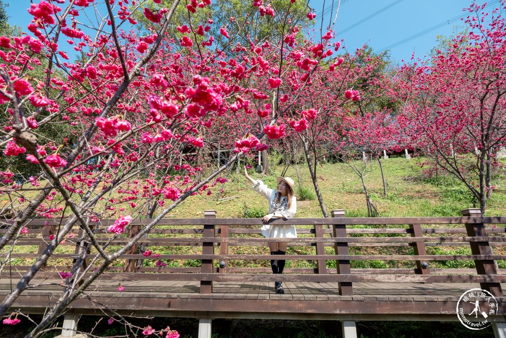 桃園龜山景點|長庚養生文化村櫻花步道|最新花況|爆炸滿開超好拍的賞櫻景點在這～
