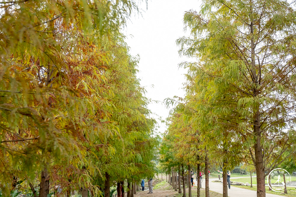 桃園大溪景點|月眉人工濕地生態公園|落羽松秘境環湖步道 水中倒影美拍推薦