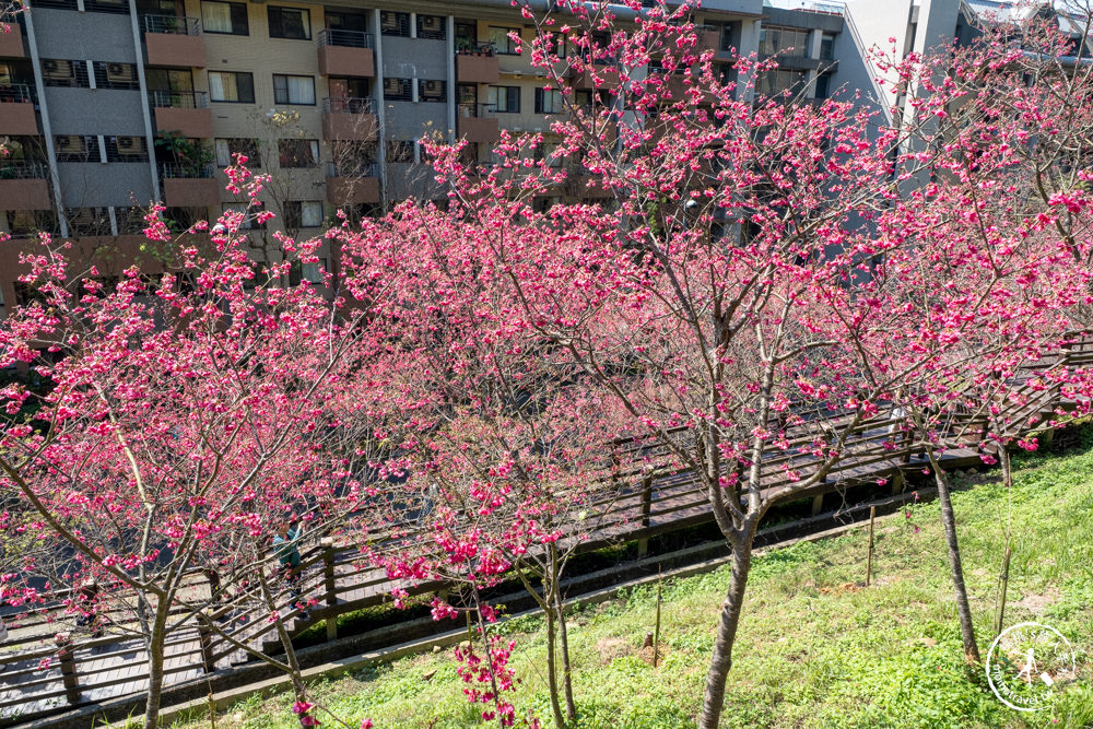 桃園龜山景點|長庚養生文化村櫻花步道|最新花況|爆炸滿開超好拍的賞櫻景點在這～