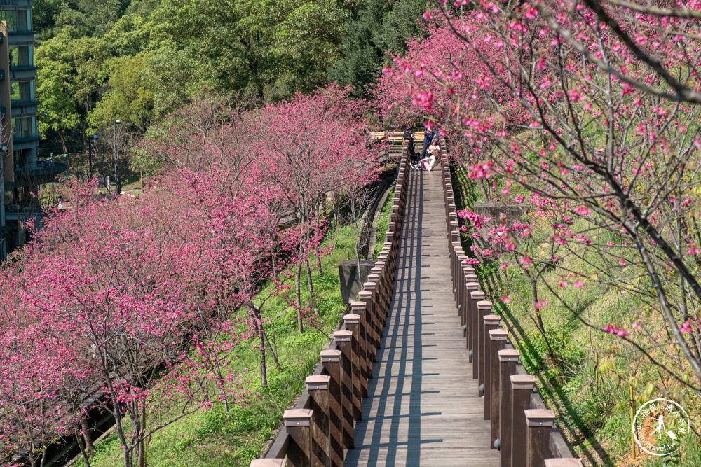 桃園龜山景點|長庚養生文化村櫻花步道|最新花況|爆炸滿開超好拍的賞櫻景點在這～