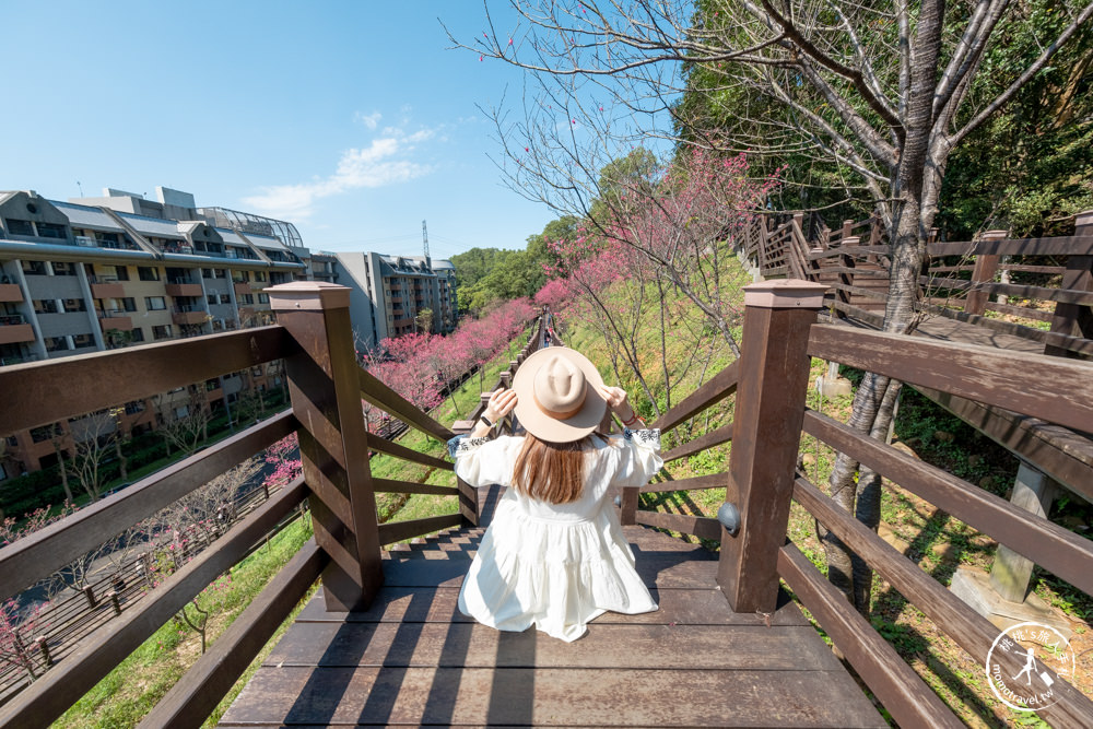桃園龜山景點|長庚養生文化村櫻花步道|最新花況|爆炸滿開超好拍的賞櫻景點在這～