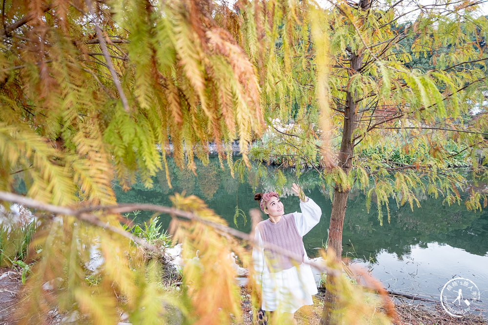 桃園大溪景點|月眉人工濕地生態公園|落羽松秘境環湖步道 水中倒影美拍推薦