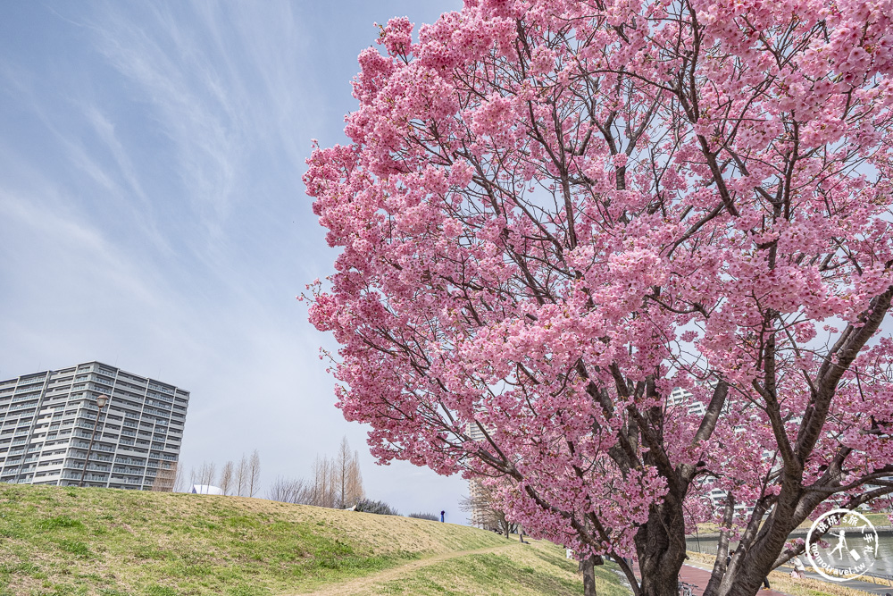 東京賞櫻景點|汐入公園-沿著隅田川漫步-粉嫩櫻花與東京晴空塔同框的絕美拍照點推薦
東京賞櫻景點|汐入公園-沿著隅田川漫步-粉嫩櫻花與東京晴空塔同框的絕美拍照點推薦
