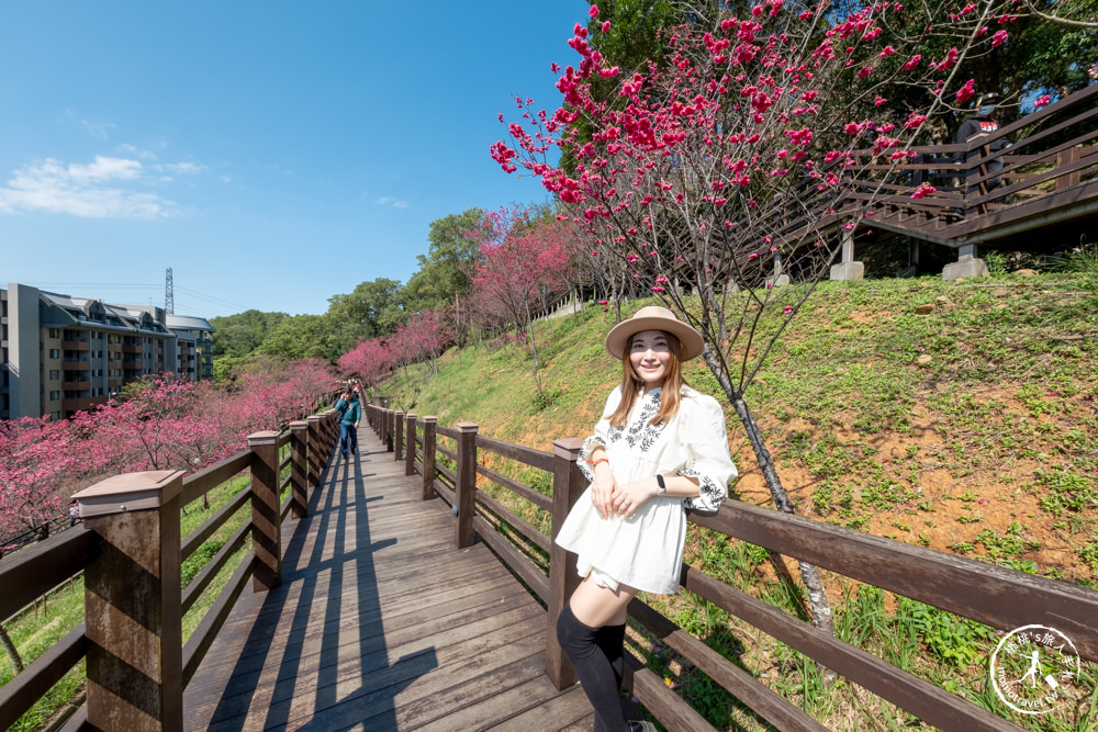 桃園龜山景點|長庚養生文化村櫻花步道|最新花況|爆炸滿開超好拍的賞櫻景點在這～