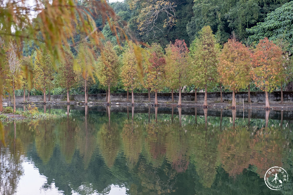 桃園大溪景點|月眉人工濕地生態公園|落羽松秘境環湖步道 水中倒影美拍推薦