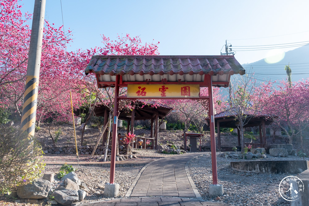 南投魚池景點|賞櫻花秘境－東光村石佛公廟|祐靈宮石佛公園|最新賞櫻花況.停車資訊.賞花拍照點介紹