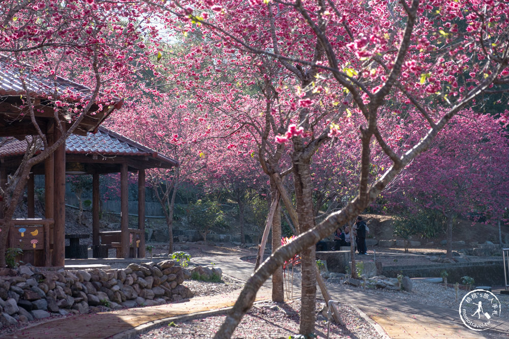 南投魚池景點|賞櫻花秘境－東光村石佛公廟|祐靈宮石佛公園|最新賞櫻花況.停車資訊.賞花拍照點介紹