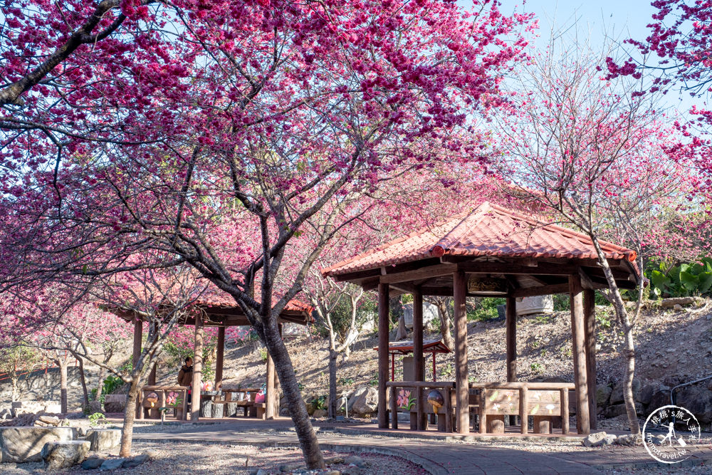 南投魚池景點|賞櫻花秘境－東光村石佛公廟|祐靈宮石佛公園|最新賞櫻花況.停車資訊.賞花拍照點介紹