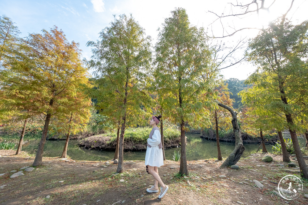 桃園大溪景點|月眉人工濕地生態公園|落羽松秘境環湖步道 水中倒影美拍推薦