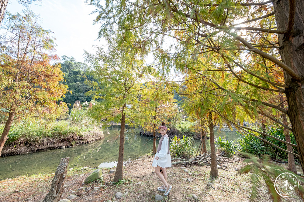 桃園大溪景點|月眉人工濕地生態公園|落羽松秘境環湖步道 水中倒影美拍推薦