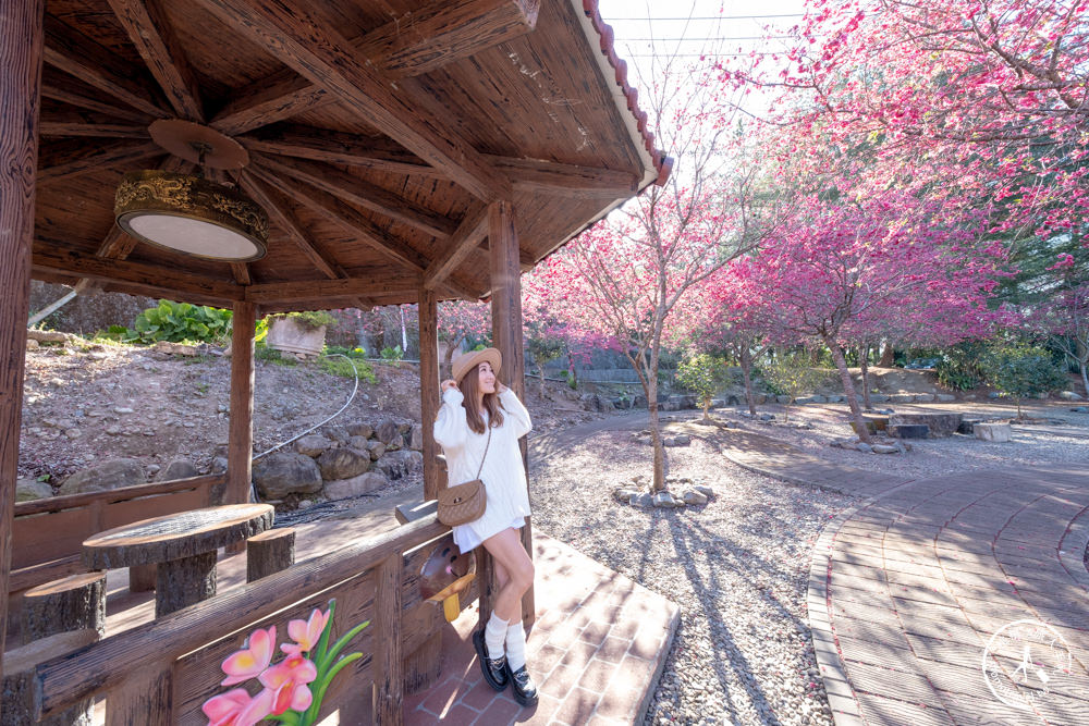 南投魚池景點|賞櫻花秘境－東光村石佛公廟|祐靈宮石佛公園|最新賞櫻花況.停車資訊.賞花拍照點介紹