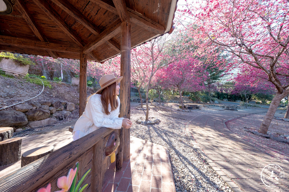 南投魚池景點|賞櫻花秘境－東光村石佛公廟|祐靈宮石佛公園|最新賞櫻花況.停車資訊.賞花拍照點介紹