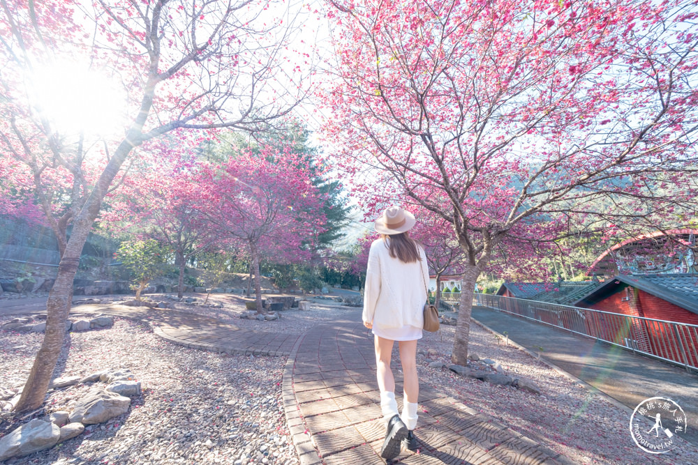 南投魚池景點|賞櫻花秘境－東光村石佛公廟|祐靈宮石佛公園|最新賞櫻花況.停車資訊.賞花拍照點介紹