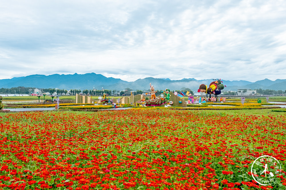 2020台中國際花毯節》愛麗絲花境探險│新社花海.日期時間.交通停車.接駁車地點.拍照看點介紹