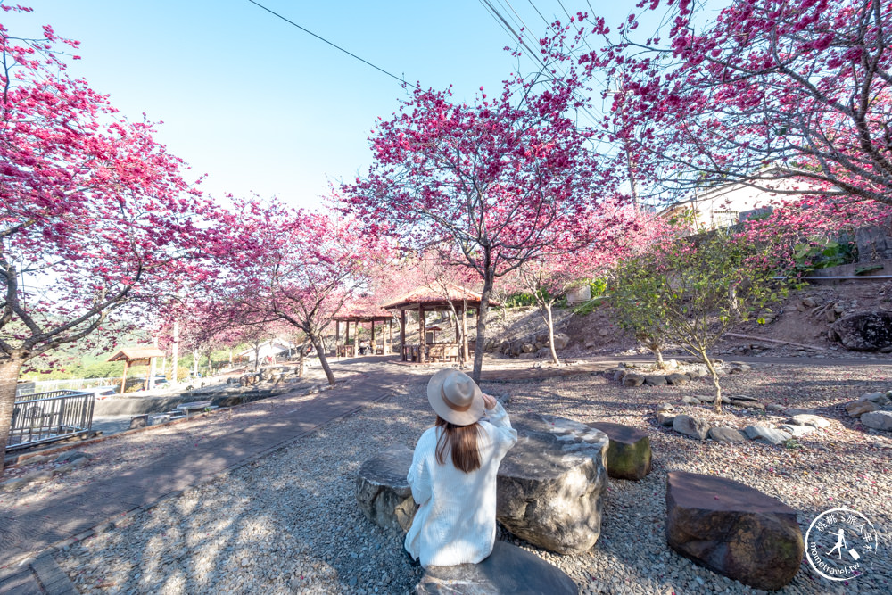 南投魚池景點|賞櫻花秘境－東光村石佛公廟|祐靈宮石佛公園|最新賞櫻花況.停車資訊.賞花拍照點介紹