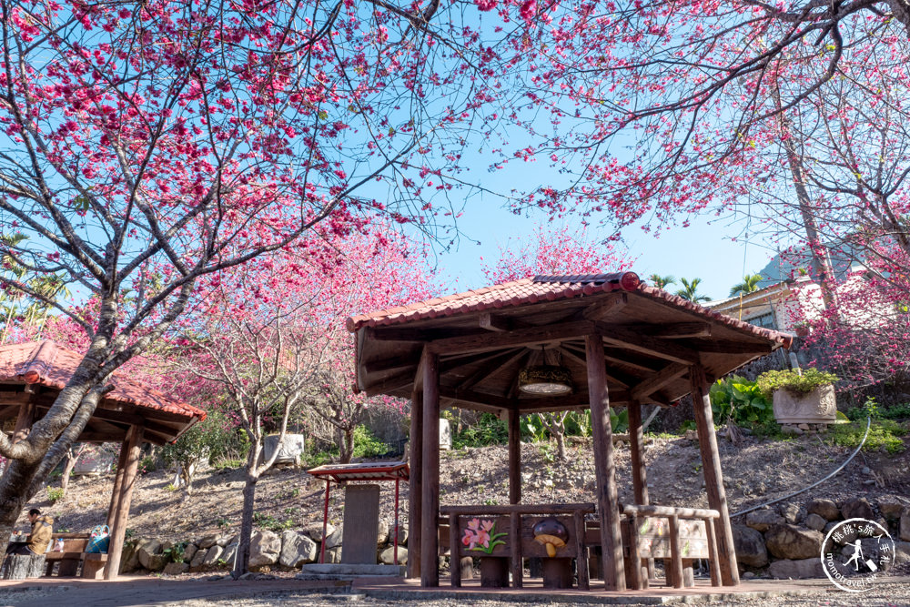 南投魚池景點|賞櫻花秘境－東光村石佛公廟|祐靈宮石佛公園|最新賞櫻花況.停車資訊.賞花拍照點介紹