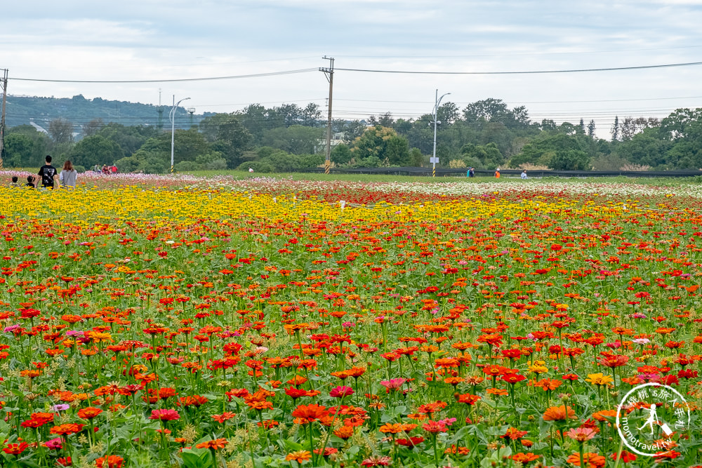 2020台中國際花毯節》愛麗絲花境探險│新社花海.日期時間.交通停車.接駁車地點.拍照看點介紹