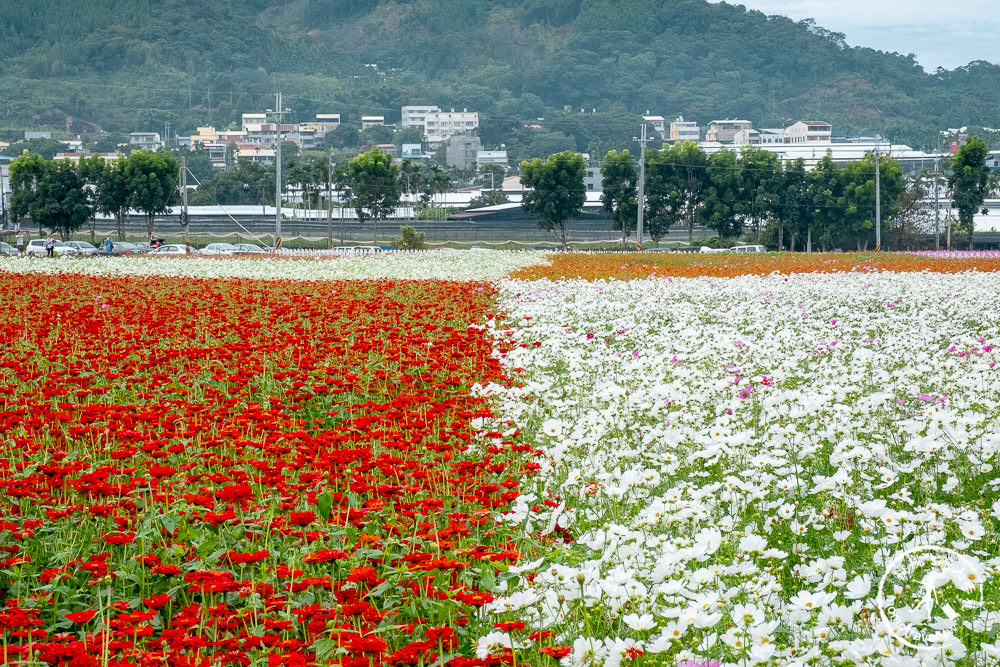 2020台中國際花毯節》愛麗絲花境探險│新社花海.日期時間.交通停車.接駁車地點.拍照看點介紹