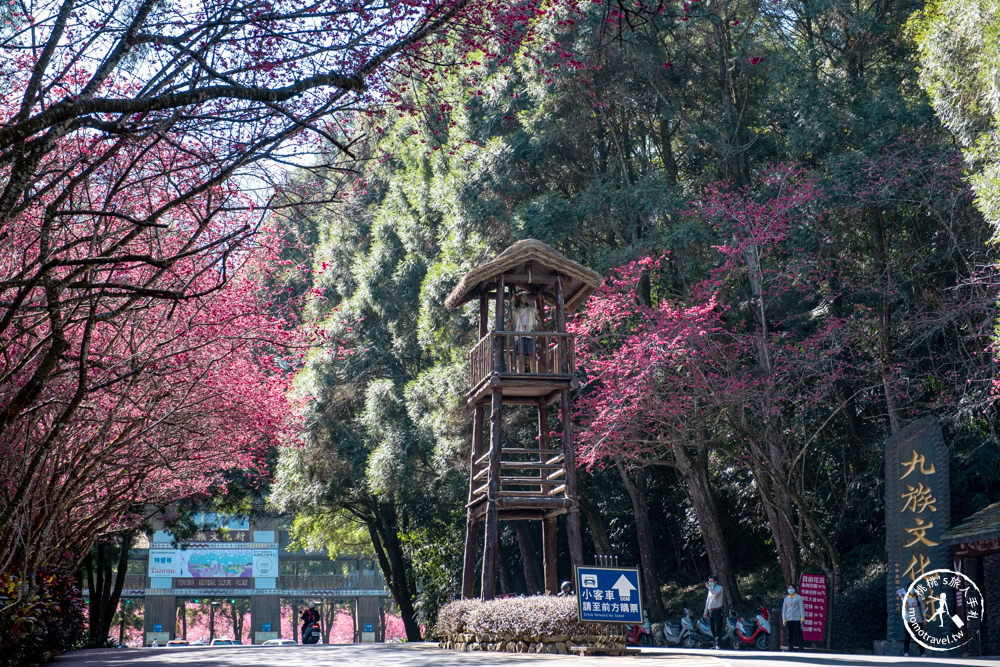 南投魚池景點|九族櫻花祭九族文化村10個最佳賞櫻景點|最新賞櫻花況.門票優惠.花季時間.賞花拍照點介紹