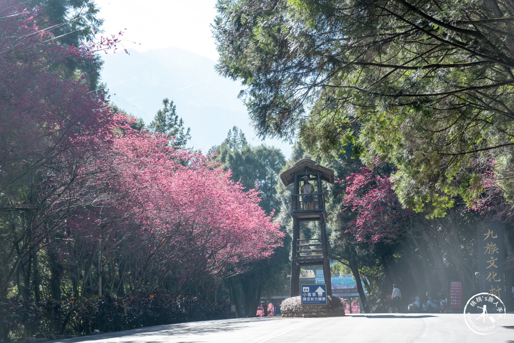 南投魚池景點|九族櫻花祭九族文化村10個最佳賞櫻景點|最新賞櫻花況.門票優惠.花季時間.賞花拍照點介紹