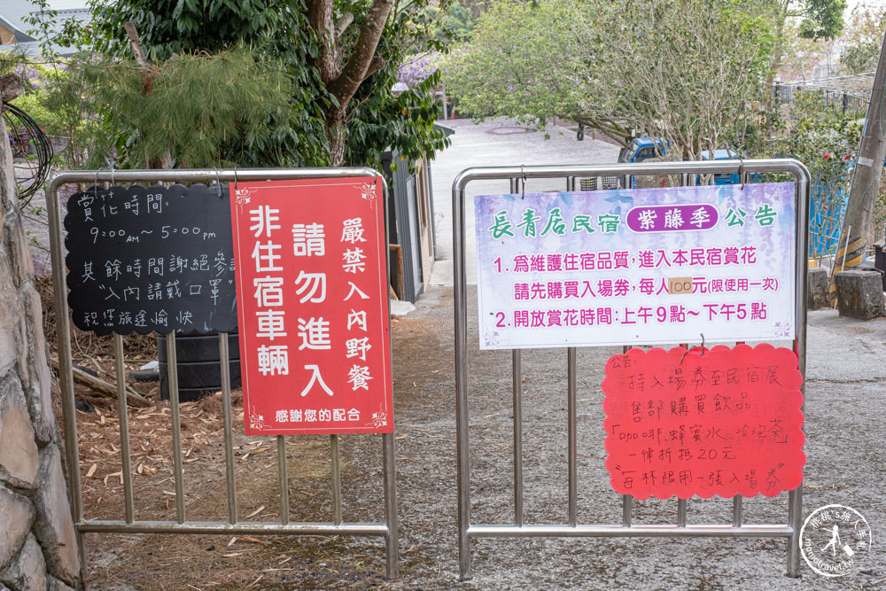 嘉義竹崎景點|長青居民宿紫藤花花況滿開|阿里山最美石棹茶園紫藤花景點推薦