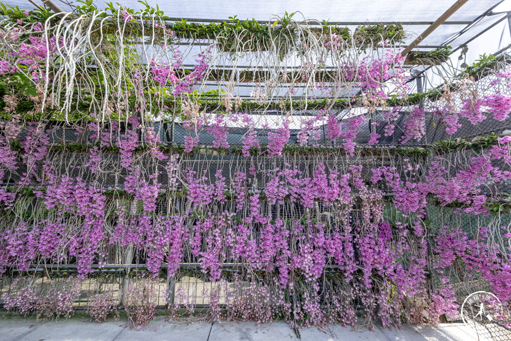雲林莿桐景點|忠雲宮 石斛蘭瀑布隧道花牆|花期花況.交通停車