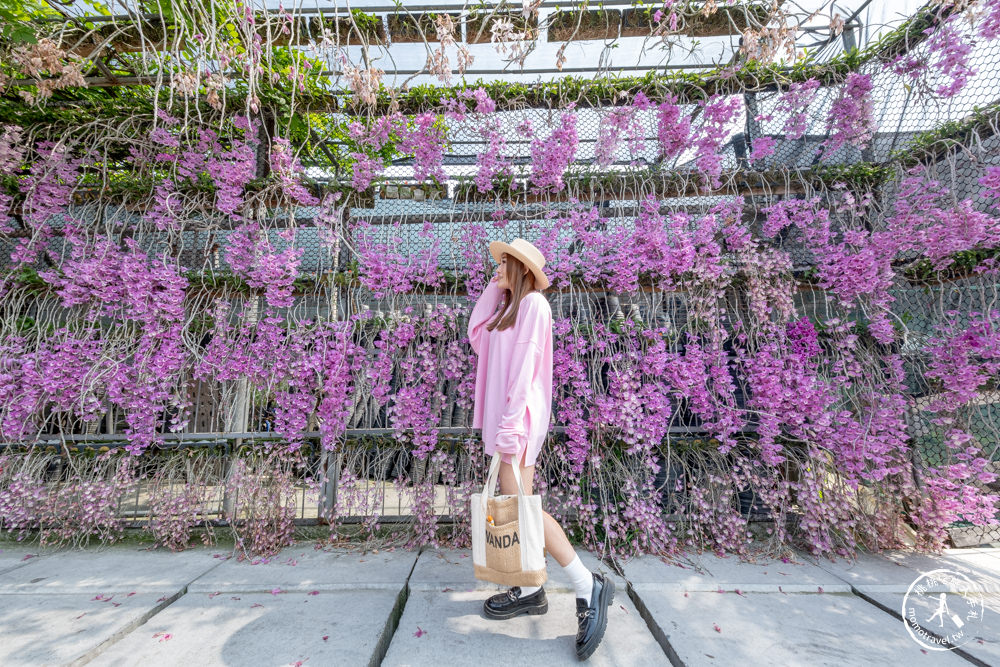 雲林莿桐景點|忠雲宮 石斛蘭瀑布隧道花牆|花期花況.交通停車