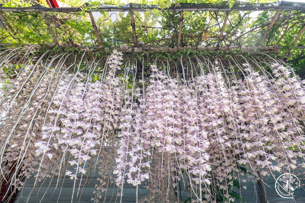 雲林莿桐景點|忠雲宮 石斛蘭瀑布隧道花牆|花期花況.交通停車