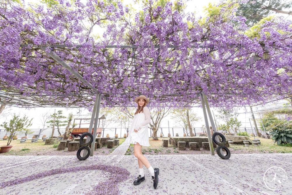 嘉義竹崎景點|長青居民宿紫藤花花況滿開|阿里山最美石棹茶園紫藤花景點推薦