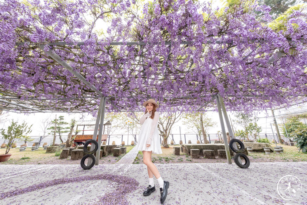 嘉義竹崎景點|長青居民宿紫藤花花況滿開|阿里山最美石棹茶園紫藤花景點推薦