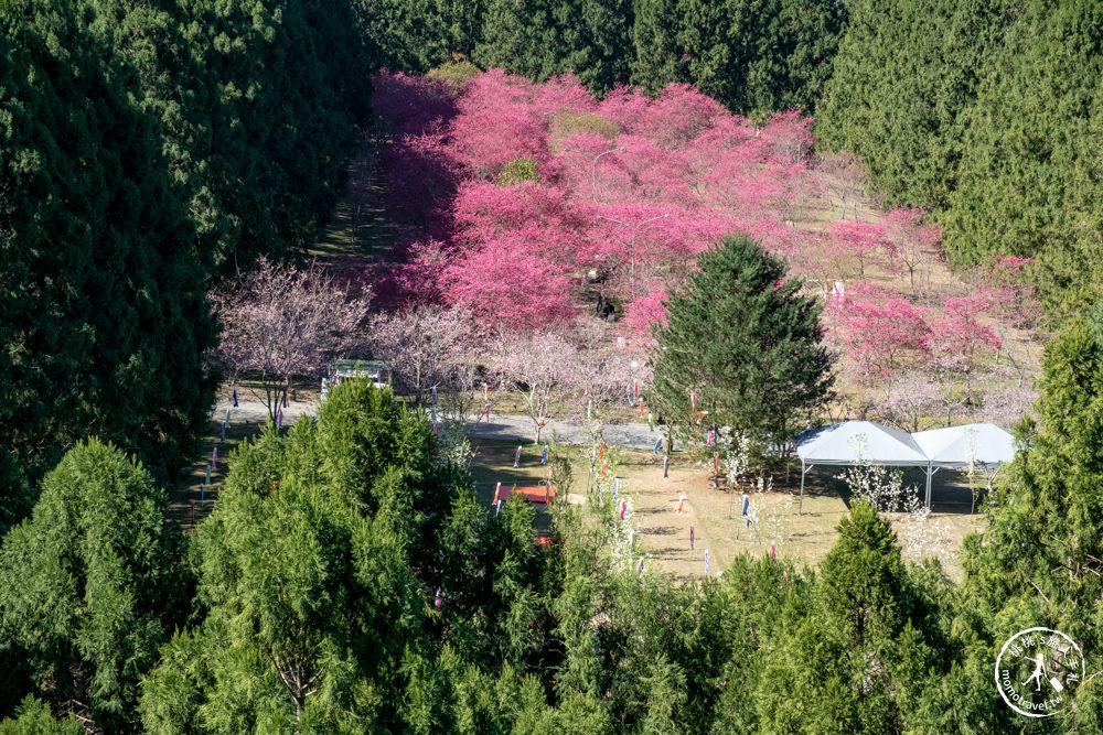 南投魚池景點|九族櫻花祭九族文化村10個最佳賞櫻景點|最新賞櫻花況.門票優惠.花季時間.賞花拍照點介紹