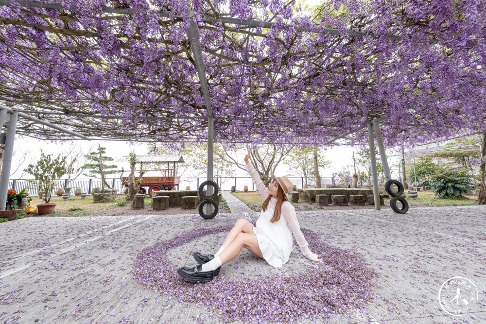 嘉義竹崎景點|長青居民宿紫藤花花況滿開|阿里山最美石棹茶園紫藤花景點推薦