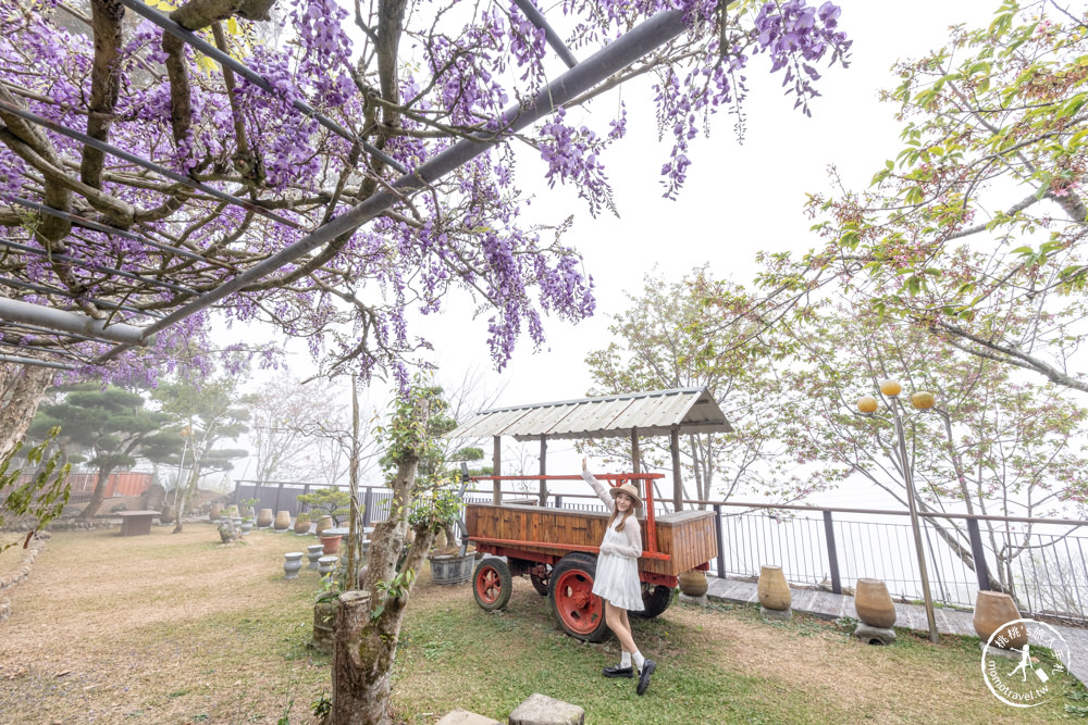 嘉義竹崎景點|長青居民宿紫藤花花況滿開|阿里山最美石棹茶園紫藤花景點推薦