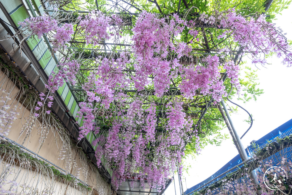 雲林莿桐景點|忠雲宮 石斛蘭瀑布隧道花牆|花期花況.交通停車