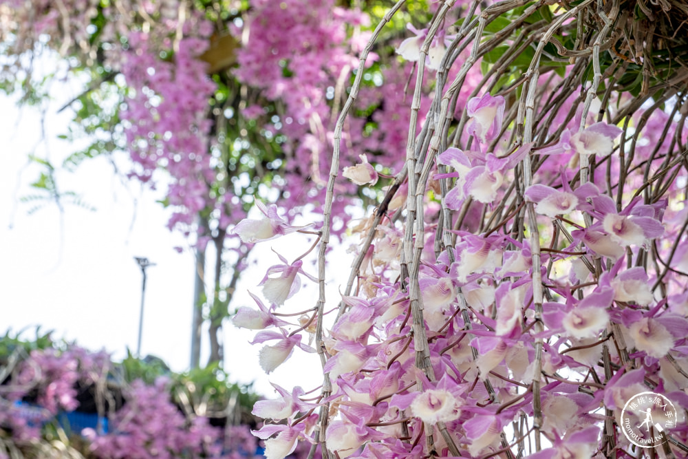 雲林莿桐景點|忠雲宮 石斛蘭瀑布隧道花牆|花期花況.交通停車