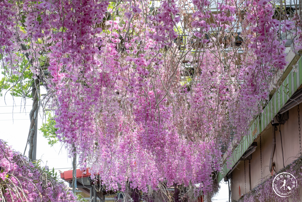 雲林莿桐景點|忠雲宮 石斛蘭瀑布隧道花牆|花期花況.交通停車