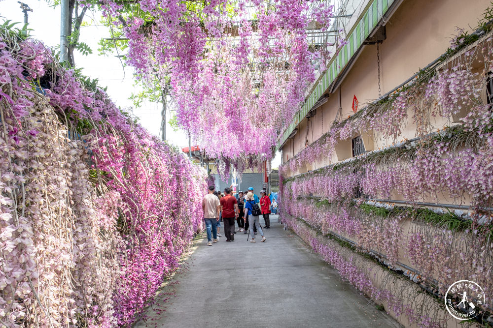 雲林莿桐景點|忠雲宮 石斛蘭瀑布隧道花牆|花期花況.交通停車