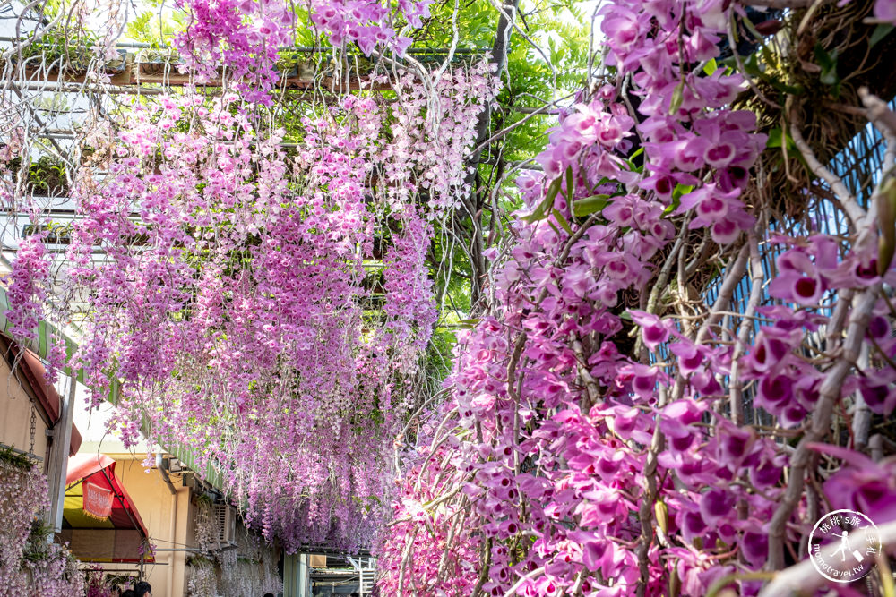 雲林莿桐景點|忠雲宮 石斛蘭瀑布隧道花牆|花期花況.交通停車