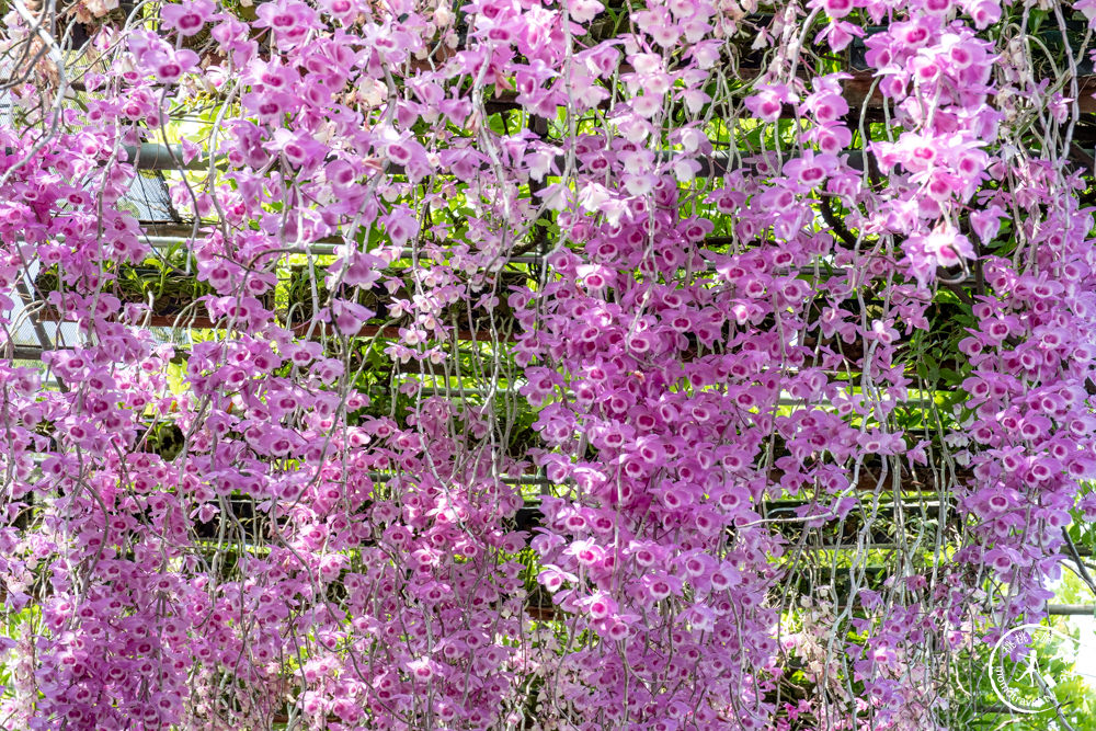 雲林莿桐景點|忠雲宮 石斛蘭瀑布隧道花牆|花期花況.交通停車