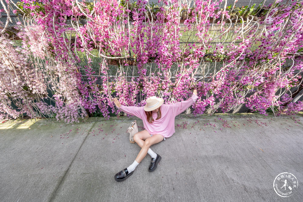雲林莿桐景點|忠雲宮 石斛蘭瀑布隧道花牆|花期花況.交通停車