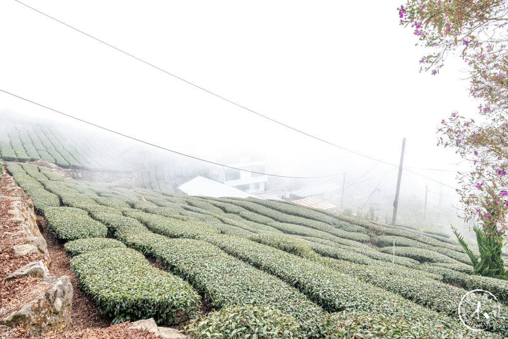 嘉義竹崎景點|長青居民宿紫藤花花況滿開|阿里山最美石棹茶園紫藤花景點推薦