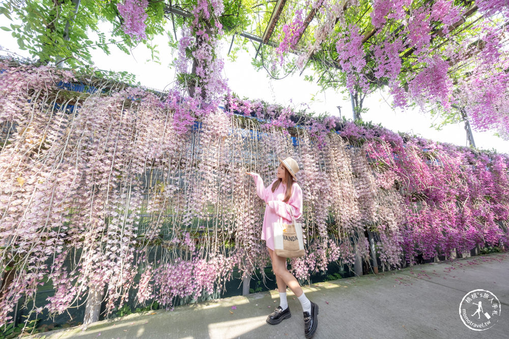 雲林莿桐景點|忠雲宮 石斛蘭瀑布隧道花牆|花期花況.交通停車
