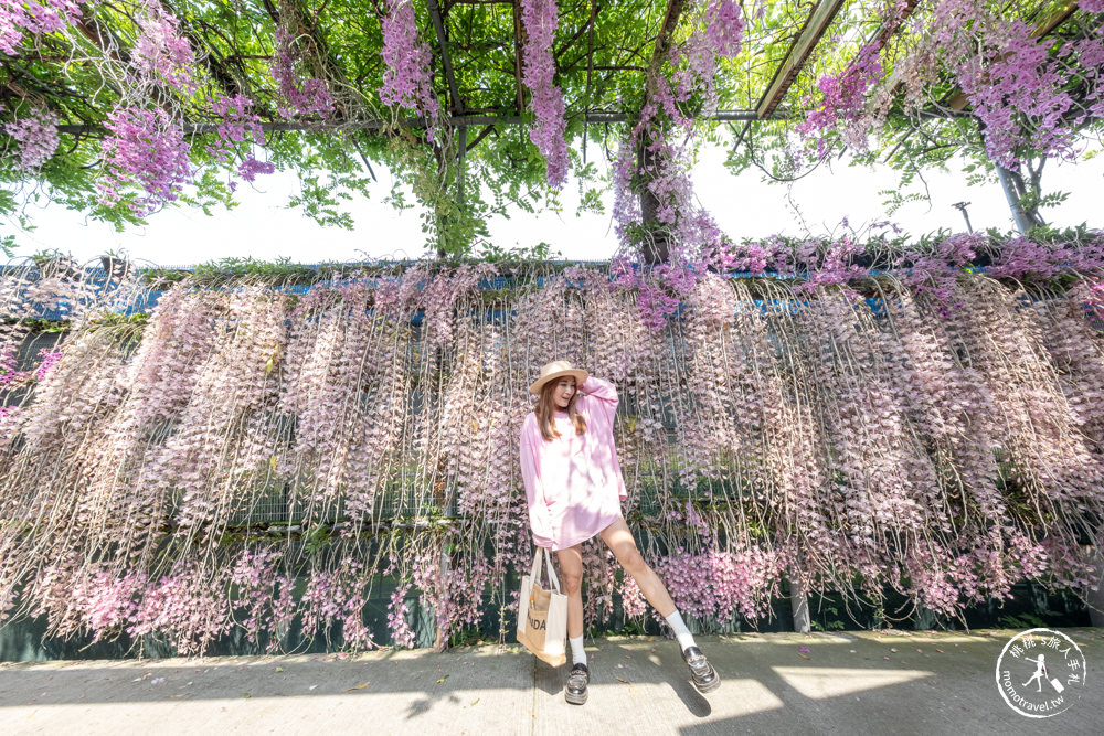 雲林莿桐景點|忠雲宮 石斛蘭瀑布隧道花牆|花期花況.交通停車