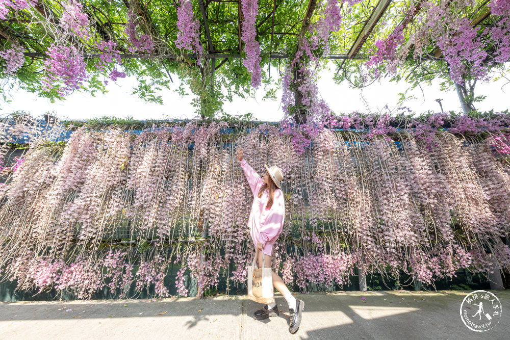 雲林莿桐景點|忠雲宮 石斛蘭瀑布隧道花牆|花期花況.交通停車