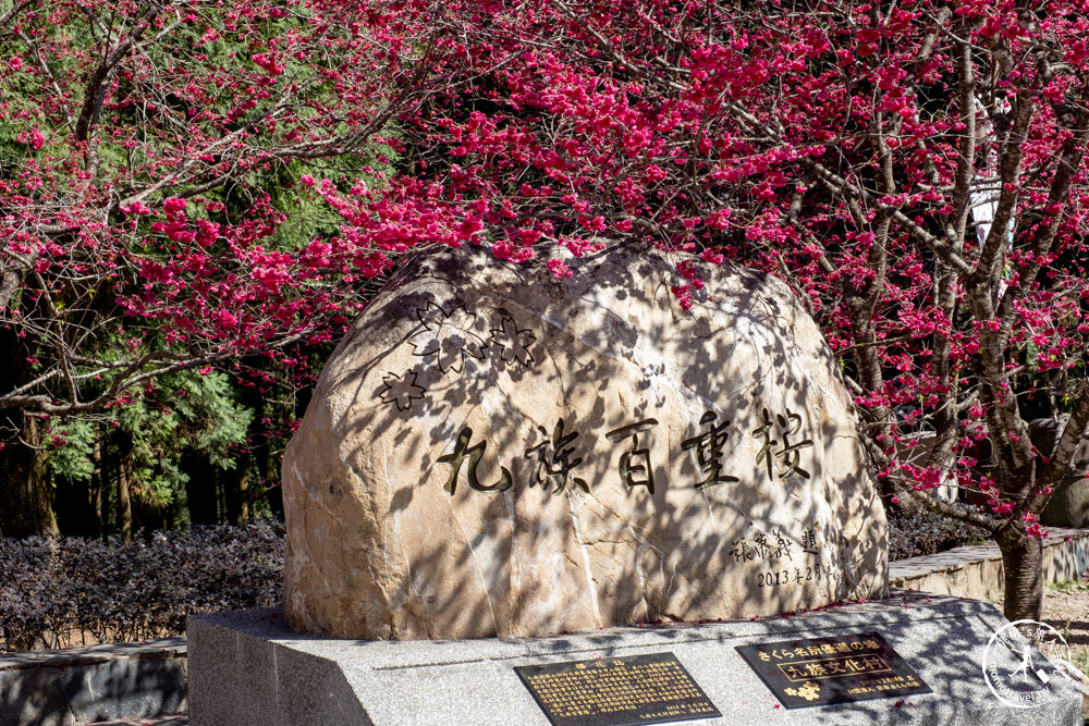 南投魚池景點|九族櫻花祭九族文化村10個最佳賞櫻景點|最新賞櫻花況.門票優惠.花季時間.賞花拍照點介紹