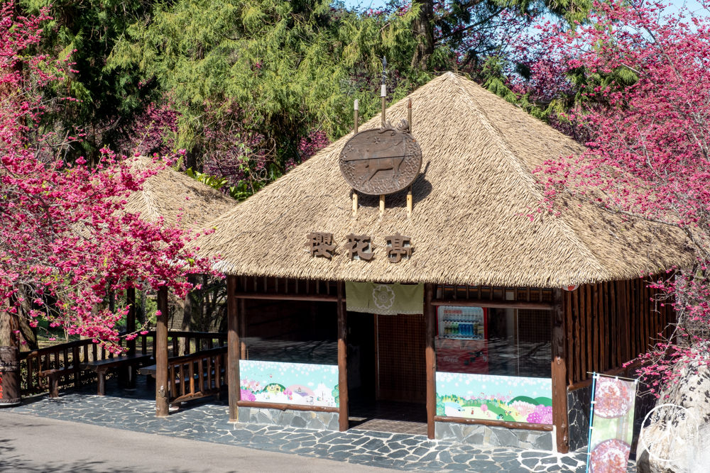 南投魚池景點|九族櫻花祭九族文化村10個最佳賞櫻景點|最新賞櫻花況.門票優惠.花季時間.賞花拍照點介紹