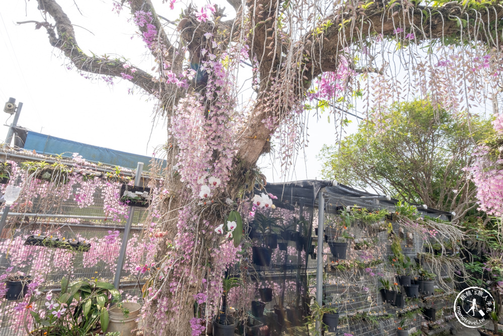 雲林莿桐景點|忠雲宮 石斛蘭瀑布隧道花牆|花期花況.交通停車