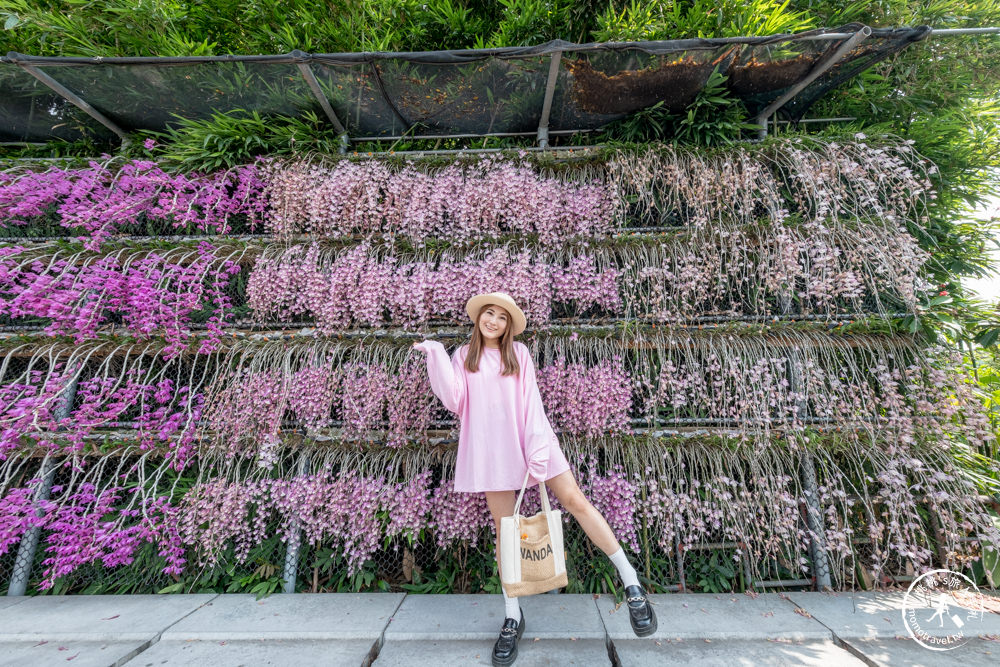 雲林莿桐景點|忠雲宮 石斛蘭瀑布隧道花牆|花期花況.交通停車